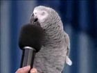 Einstein The Parrot