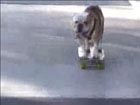 Skateboarding dog