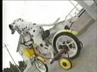 Bicycling dalmation