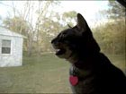 Barking cat