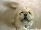 Talking dogs