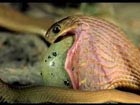 Snake eating an egg