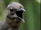 The Lyrebird